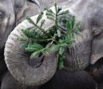 elephant Comment finissent les sapins de Noël