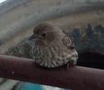coller Un oiseau collé par le froid sur une barrière métallique