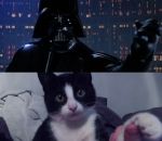 pere star Star Wars avec des chats
