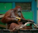 bois couper orang-outan Un singe coupe du bois