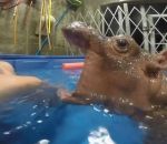 hippopotame Attaque d'un bébé hippopotame