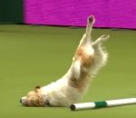 russell Un chien excité pendant un concours d'agility