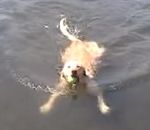 nage Un chien nage en faisant la brasse