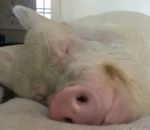 reveiller dormir Le cochon le plus heureux du monde