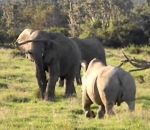 rhinoceros Un éléphant invite un rhinocéros à jouer avec un bâton