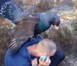 homme attaque Un oiseau tente de s'accoupler avec un humain