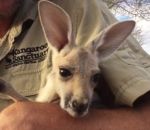 poche Un bébé kangourou adore son sac