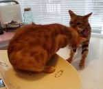 nuque aider Un chat aide son pote à partir de chez le vétérinaire