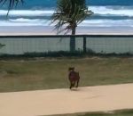 flip chute Un chien excité saute une barrière pour aller à la plage