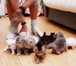 groupe Faire une photo de 10 chatons