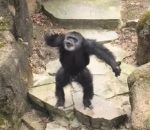 chimpanze Un singe envoie du caca sur une vieille dame