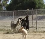 chien cloture parc Écureuil vs Meute de chiens