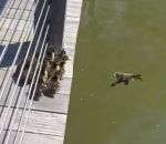 sauter Une famille de canards saute dans l'eau