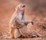 bebe singe Le coeur brisé d'une maman singe en voyant son enfant inconscient