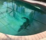fond Quand tu habites en Floride toujours vérifier la piscine avant de plonger 