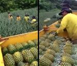 ouvrier La récolte d'ananas