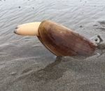 mollusque Un siliqua patula s'enfonce dans le sable