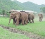 eau courir Un troupeau d'éléphants accourt pour voir le nouveau pensionnaire (Thaïlande)