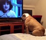 conjuring bulldog Un chien aboie en regardant un film d'horreur