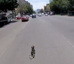 laisse Un cycliste course un chien au milieu de la route à Mexico