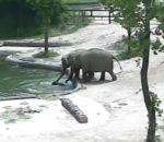eau sauvetage Un couple d'éléphants sauve un éléphanteau de la noyade