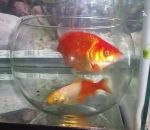 rouge Expérience : Des poissons rouges dans un bocal dans un aquarium