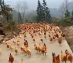 manger Un fermier appelle ses nombreux poulets en sifflant (Chine)