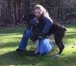 massage Un dresseur canin réanime un chien grâce à un massage cardiaque