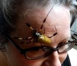 araignee tete Araignée sur le visage