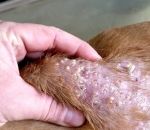veterinaire Un chien infesté de vers de cayor