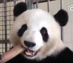 pousse Un panda mange des pousses de bambou
