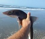 requin main « Oh quelle surprise, tu m'as encore attrapé »