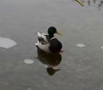 gele Un canard se pose sur un lac gelé