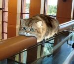 rampe Chat monorail