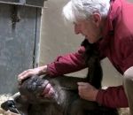 reconnaitre Une chimpanzé mourante est heureuse de revoir un vieil ami