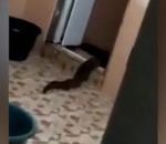 ramper Une drôle de créature sort des toilettes en rampant (Malaisie)
