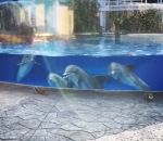 bassin Des dauphins regardent des écureuils