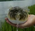 metamorphose eau Un poisson-globe se dégonfle