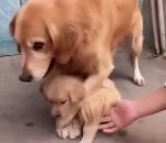 protection Une chienne protectrice avec son petit