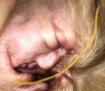 oreille chien Donald Trump dans l'oreille d'un chien