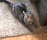 chat reaction Quand un chat sent l'odeur d'un autre chat sur sa maitresse