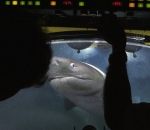 blue requin Requins vs Submersible Lula 1000 (Blue Planet II)