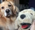 peluche chien Tester la jalousie de son chien avec une peluche