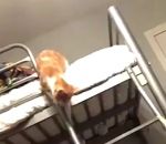 echelle chat lit Un chaton descend une échelle