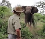 elephant Homme vs Charge d'un éléphant