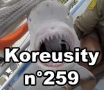 koreusity zapping 2017 Koreusity n°259