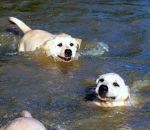 labrador Un papa labrador apprend à nager à ses chiots