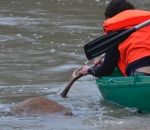 courre Un cerf tué dans une rivière par des chasseurs à courre (Oise)