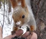 foret Des écureuils et des oiseaux se nourrissent dans la main d'un homme