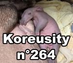 zapping insolite Koreusity n°264